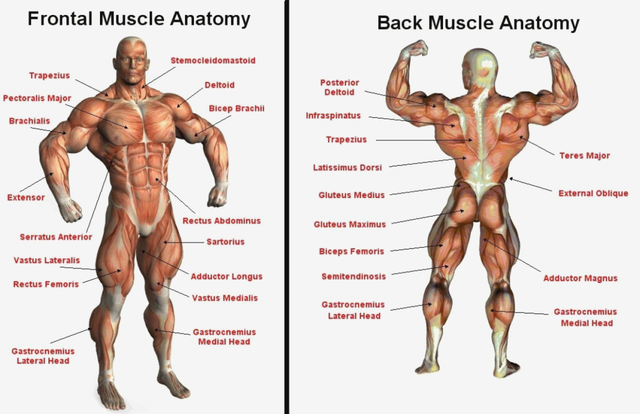 The Effect of Hyponatremia on Muscle Strength and Function