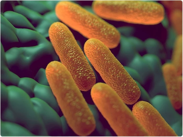 How to Recognize and Treat Salmonellosis in Animals